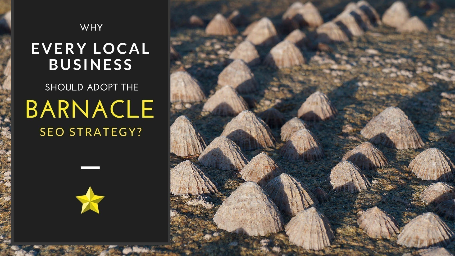 Why every Local Business should adopt the Barnacle SEO Strategy?